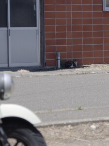 IMGP2969